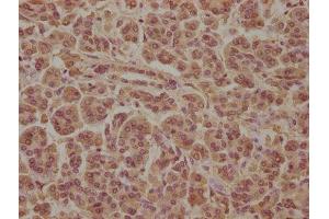 IHC image of ABIN7170322 diluted at 1:100 and staining in paraffin-embedded human pancreatic tissue performed on a Leica BondTM system.