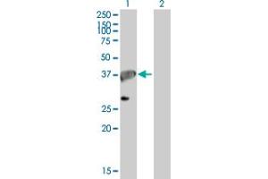 Western Blot analysis of APEX1 expression in transfected 293T cell line by APEX1 MaxPab polyclonal antibody.
