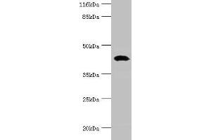 Western blot All lanes: STAC3 antibody at 12 μg/mL + Rat lung tissue Secondary Goat polyclonal to rabbit IgG at 1/10000 dilution Predicted band size: 42, 38, 21 kDa Observed band size: 42 kDa (STAC3 anticorps  (AA 1-253))