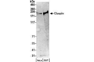 Western Blotting (WB) image for anti-Claspin (CLSPN) (AA 450-500) antibody (ABIN7452879)
