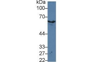 Western Blot; Sample: Mouse Skin lysate; Primary Ab: 3µg/ml Rabbit Anti-Mouse KRT2 Antibody Second Ab: 0.