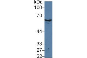 Western Blot; Sample: Mouse Skin lysate; Primary Ab: 3µg/ml Rabbit Anti-Mouse KRT2 Antibody Second Ab: 0. (Keratin 2 anticorps  (AA 200-508))