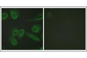 Immunofluorescence analysis of HeLa cells, using PECAM-1 Antibody. (CD31 anticorps  (C-Term))