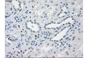 Image no. 3 for anti-Fc Fragment of IgG, Low Affinity IIa, Receptor (CD32) (FCGR2A) antibody (ABIN1497264)