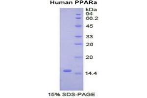 SDS-PAGE (SDS) image for Peroxisome Proliferator-Activated Receptor alpha (PPARA) (AA 61-170) protein (His tag) (ABIN1878222) (PPARA Protein (AA 61-170) (His tag))
