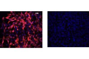 Immunofluorescence Microscopy of Mouse Anti-IDO1 Antibody. (IDO1 anticorps)
