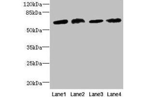 Western blot All lanes: CEP63 antibody at 12 μg/mL Lane 1: K562 whole cell lysate Lane 2: Hela whole cell lysate Lane 3: NIH/3T3 whole cell lysate Lane 4: Raji whole cell lysate Secondary Goat polyclonal to rabbit IgG at 1/10000 dilution Predicted band size: 82, 64, 58, 56 kDa Observed band size: 64 kDa (CEP63 anticorps  (AA 1-495))