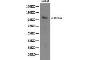 Western Blotting (WB) image for anti-Phosphoinositide-3-Kinase, Catalytic, alpha Polypeptide (PIK3CA) antibody (ABIN1874129) (PIK3CA anticorps)