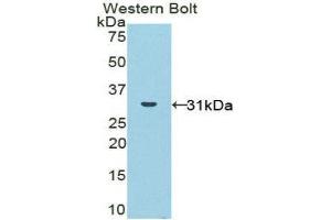 Western Blotting (WB) image for anti-NADPH Oxidase 1 (NOX1) (AA 235-488) antibody (ABIN1860037) (NOX1 anticorps  (AA 235-488))