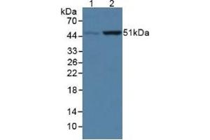 Figure. (COQ6 anticorps  (AA 1-468))