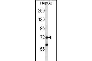 Western blot analysis in HepG2 cell line lysates (35ug/lane).
