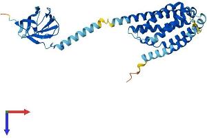 AlphaFold protein structure predicition of Human Recombinant HACD3 Protein, UniprotID Q9P035