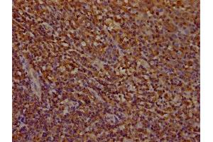 IHC image of ABIN7142037 diluted at 1:100 and staining in paraffin-embedded human tonsil tissue performed on a Leica BondTM system. (Phospholipase C gamma 2 anticorps  (AA 299-528))