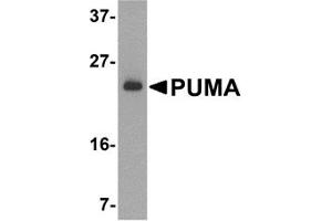 Western Blotting (WB) image for anti-BCL2 Binding Component 3 (BBC3) (N-Term) antibody (ABIN1031530) (PUMA anticorps  (N-Term))
