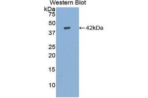 Western Blotting (WB) image for anti-Insulin-Like Growth Factor 1 (IGF1) (AA 53-132) antibody (ABIN1859295) (IGF1 anticorps  (AA 53-132))