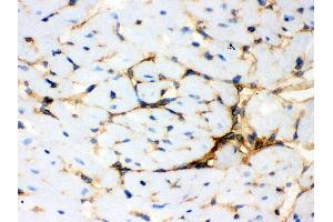 Anti- Annexin A3 Picoband antibody, IHC(F) IHC(F): Mouse Cardiac Muscle Tissue (Annexin A3 anticorps  (Middle Region))