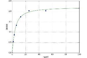 BMX Non-Receptor Tyrosine Kinase (BMX) ELISA Kit