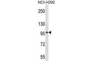 Western Blotting (WB) image for anti-Midline 2 (MID2) antibody (ABIN2997446) (Midline 2 anticorps)