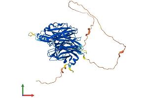 AlphaFold protein structure predicition of Human Recombinant NEU4 Protein, UniprotID Q8WWR8
