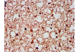 IHC image of ABIN7153815 diluted at 1:300 and staining in paraffin-embedded human brain tissue performed on a Leica BondTM system. (Gephyrin anticorps  (AA 360-460))