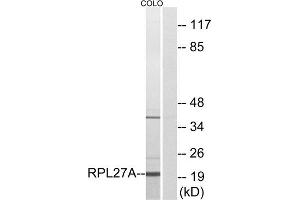Western Blotting (WB) image for anti-Ribosomal Protein L27a (RPL27A) (C-Term) antibody (ABIN1850622) (RPL27A anticorps  (C-Term))
