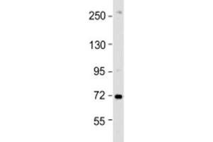 Western blot testing of HeLa cell lysate with ZDHHC17 antibody at 1:1000.