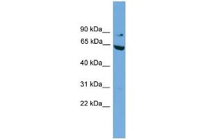 WB Suggested Anti-RALBP1 Antibody Titration: 0. (RALBP1 anticorps  (N-Term))