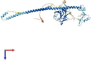 AlphaFold protein structure predicition of Mouse Recombinant Trim16 Protein, UniprotID Q99PP9