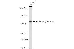 Western blot analysis of extracts of U-87MG cells, using Aromatase (CYP19) antibody (2238) at 1:1000 dilution. (Aromatase anticorps)
