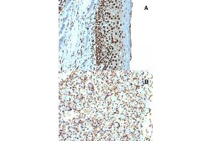 Immunohistochemical staining (Formalin-fixed paraffin-embedded sections) of (A) human tonsil and (B) rat pancreas with H1F0 recombinant monoclonal antibody, clone r1415-1 . (Recombinant Histone H1 anticorps)