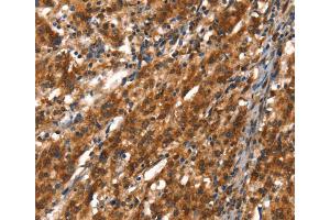 Immunohistochemistry (IHC) image for anti-Cytochrome P450, Family 2, Subfamily D, Polypeptide 6 (CYP2D6) antibody (ABIN2434519) (CYP2D6 anticorps)