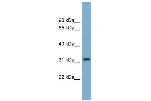 OR2AT4 antibody used at 1 ug/ml to detect target protein. (OR2AT4 anticorps  (N-Term))