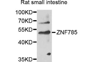 Western blot analysis of extracts of rat small intestine, using ZNF785 antibody (ABIN6291120) at 1:1000 dilution. (ZNF785 anticorps)
