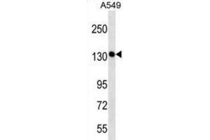 Western Blotting (WB) image for anti-PDS5, Regulator of Cohesion Maintenance, Homolog A (PDS5A) antibody (ABIN2998750) (PDS5A anticorps)