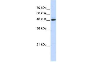 WB Suggested Anti-C14orf130 Antibody Titration:  0. (UBR7 anticorps  (N-Term))