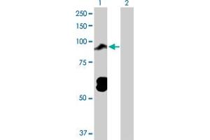 Western Blot analysis of TOP3B expression in transfected 293T cell line by TOP3B MaxPab polyclonal antibody. (TOP3B anticorps  (AA 1-862))