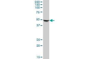 DLST MaxPab polyclonal antibody.