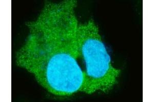 IF analysis of CES1 using anti-CES1 antibody (ABIN5693010).