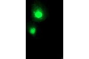 Anti-SERPINA5 mouse monoclonal antibody (ABIN2455637) immunofluorescent staining of COS7 cells transiently transfected by pCMV6-ENTRY SERPINA5 (RC203599). (SERPINA5 anticorps)