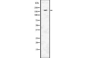 Western blot analysis of INSRR using K562 whole  lysates. (INSRR anticorps  (N-Term))
