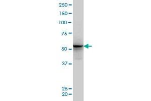 ALF monoclonal antibody (M04), clone 5B9 Western Blot analysis of ALF expression in PC-12 . (GTF2A1L anticorps  (AA 251-348))