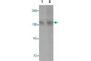 Western blot analysis of NLRC3 in NIH/3T3 cell lysate with NLRC3 polyclonal antibody  at (1) 1 and (2) 2 ug/mL. (NLRC3 anticorps  (Internal Region))