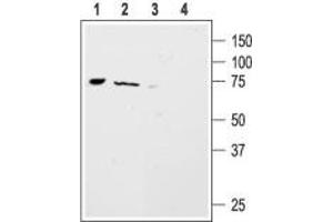 Western blot analysis of mouse ND7/23  neuroblastoma x rat DRG neuron hybrid cell line (lanes 1 and 3) and rat brain (lanes 2 and 4) lysates: - 1,2. (ACCN4 anticorps  (Intracellular, N-Term))