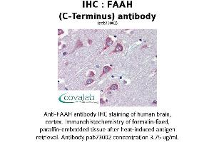 Image no. 1 for anti-Fatty Acid Amide Hydrolase (FAAH) (C-Term) antibody (ABIN1734226) (FAAH anticorps  (C-Term))