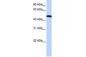 EIF2S2 antibody used at 1 ug/ml to detect target protein. (EIF2S2 anticorps  (N-Term))