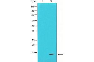 Western blot analysis on COS7 cell lysate using Cytochrome c Antibody,The lane on the left is treated with the antigen-specific peptide.