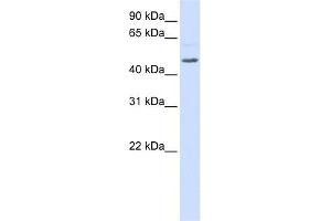WB Suggested Anti-RGS11 Antibody Titration:  0. (RGS11 anticorps  (Middle Region))