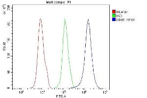 anti-Damage Specific DNA Binding Protein 1 (DDB1) (AA 1011-1140) antibody