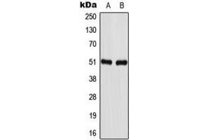 Western blot analysis of GABRA1 expression in U87MG (A), NIH3T3 (B) whole cell lysates.