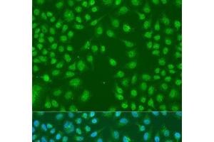 Immunofluorescence analysis of U2OS cells using HNRNPCL1 Polyclonal Antibody at dilution of 1:100. (HNRNPCL1 anticorps)